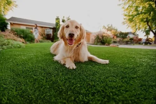 Grama sintética para cachorro