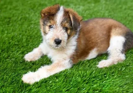 Grama sintética para cachorro