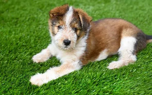 Grama sintética para cachorro